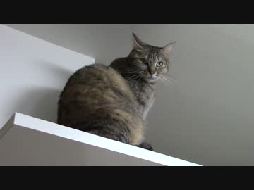 拾いねこ＠生後1602/1569日目　覗きアコさん