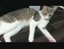 【捨て猫３兄弟】まったり猫空間を作る猫たち