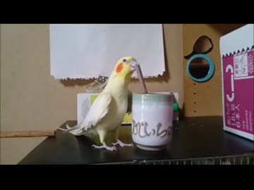 インコ２０歳でも遊び忘れず