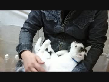 飴とムチを使い分けるおっさんにハメられる猫