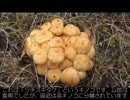 きのこスポット紹介　広瀬湖（広瀬ダム）付近　(山梨県山梨市)