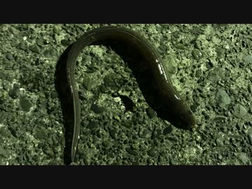 釣り動画ロマンを求めて　10釣目（ふれーゆ裏：夜釣り）