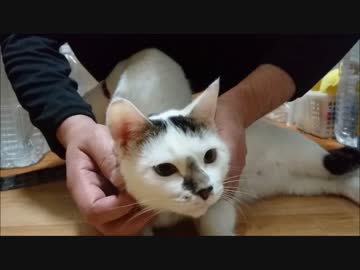 改名した猫をマッサージ