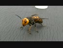 激おこカチカチ丸（オオスズメバチ）