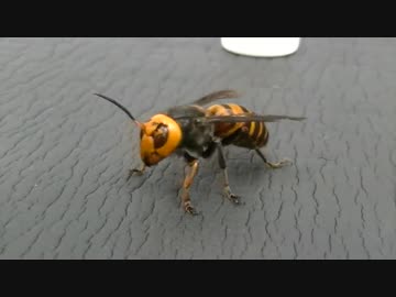 激おこカチカチ丸（オオスズメバチ）