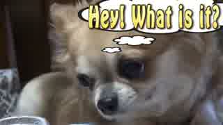 Cute Dog1 かわいい犬1 Joli Chien1（Pet）