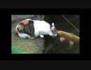 水を飲む猫～意外
