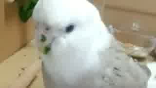 【オカメインコ】 るるぅのクチバシがぁああ