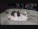 【小雪と】３万再生記念！うちの子紹介動画【小梅】