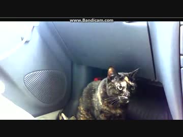~(=^･ω･^)ﾉ　猫旅どうでしょう　道の駅あさじ編