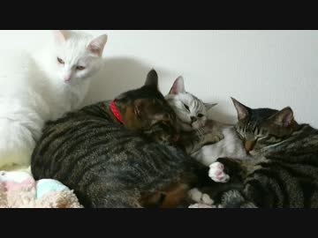 全員集合猫団子