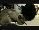 【246】ジャン❤︎ポン　ポンちゃんに首輪チャレンジ２