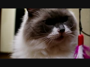 じゃらしに野生の血が騒ぐ猫