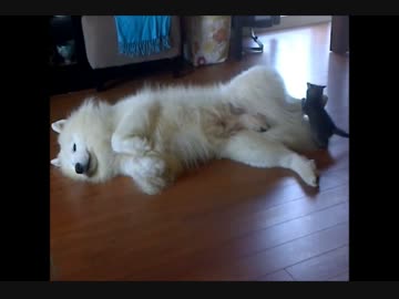 子猫「ガブッ！」…子猫がどんなにじゃれても平気なサモエド犬！w