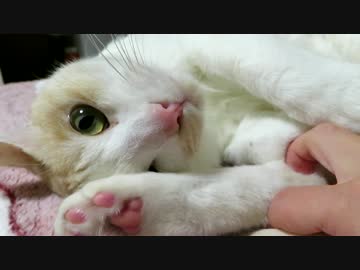 ラテ足を掴んで舐める猫