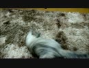 ねずみと格闘する仔猫