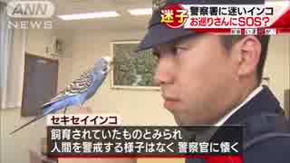 「かわいい」迷いインコ　警察官に保護され仲良しに