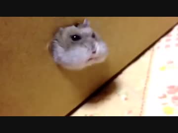 顔が荒ぶるハムスター