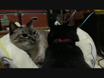 【248】ジャン❤︎ポン　ポンちゃんに首輪チャレンジ４　装着成功！