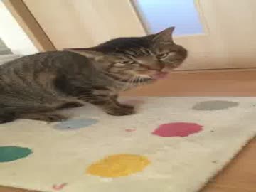 お口が気になる猫ちゃん