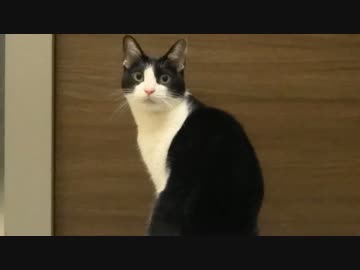 【猫実験】帰って来た飼い主がまた出て行ったら・・・