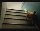 「トントントン！」 テンポよく階段を駆け上がるパグがかわいい！w