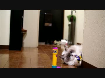 ちょうちょがとんでるにゃ！