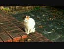 猫スポットの猫の様子