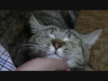 拾いねこ＠生後1607/1574日目　はむはむアコにょん