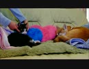 柴犬いちごと猫ミルキー 朝のひとなで