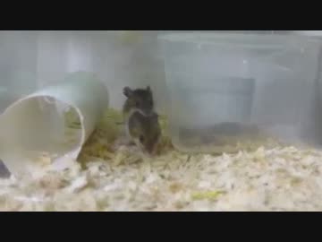 パン粉 イメージ化した結果③