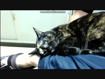 甘えん坊 (´っω・*)