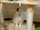 足ピンしてエサ食べるネコ