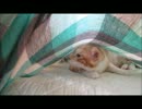 某猫カフェの日常その7♪