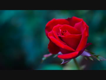 ウェルナーの「野ばら」ピアノ演奏