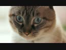 【251】ジャン❤︎ポン　2016.12.13 ジャンくん家猫５周年です