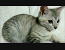 横になる仔猫