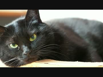 【252】ジャン❤︎ポン　借り物のミラーレス一眼レフで撮影！　いいねぇ