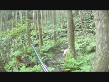 【閲覧注意】 猟犬日誌　猟師と猟犬の猪猟 Part6