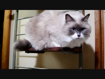 キャットタワーで毛づくろい