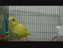 【インコ動画】スマホのカメラ音を真似するインコ