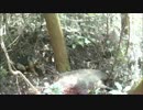 【閲覧注意】 猟犬日誌　猟師と猟犬の猪猟 Part14