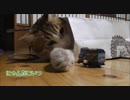袋の中からこんにちは猫。