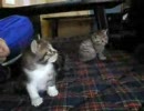 ねこうまれました
