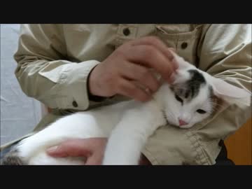 蘭を膝の上に乗せていると必ず蓮がちょっかい出してくるww