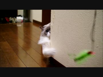 すがたをかくすのにゃ！