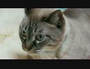 【253】ジャン❤︎ポン　きれいな映像で２匹の猫を楽しむ