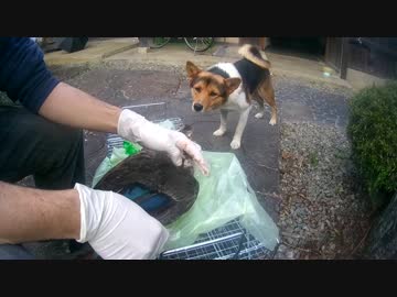 カモ毟り候ときどき犬　新米猟師ハンターライフ3rdシーズン07