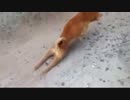 体の不自由な野良犬の、逞しい生き様