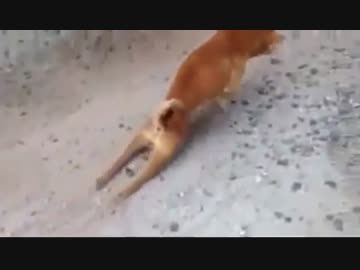 体の不自由な野良犬の、逞しい生き様